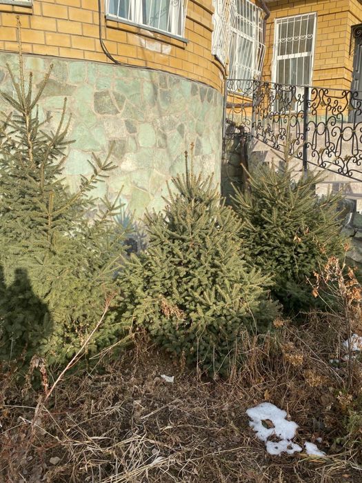 Продам ель новогоднюю