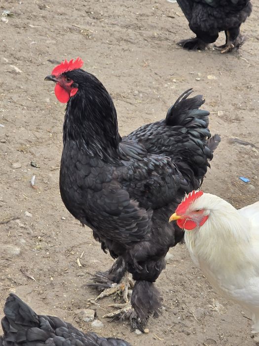 Vând cocoși de rasă foarte frumoși  din primăvară  NEGOCIABIL