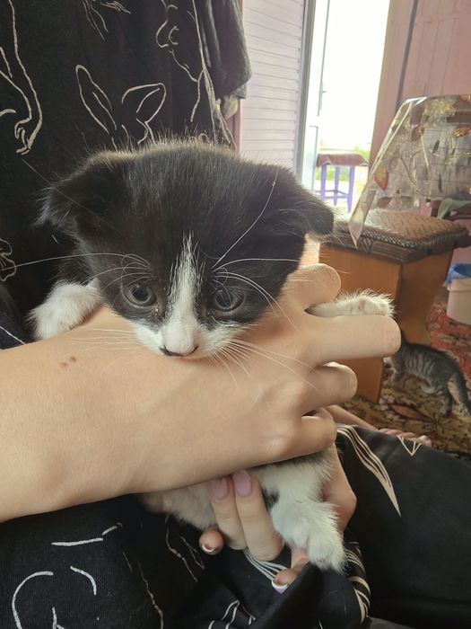 Отдам котят бесплатно