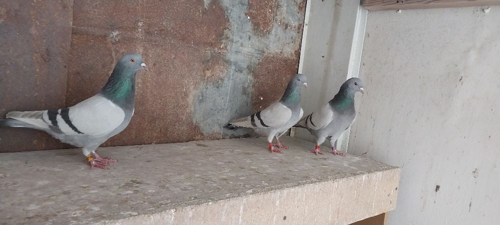 Бакинские Голуби