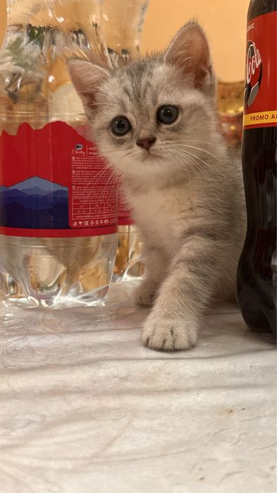Продаётся кошка серебристая шиншилла девочка