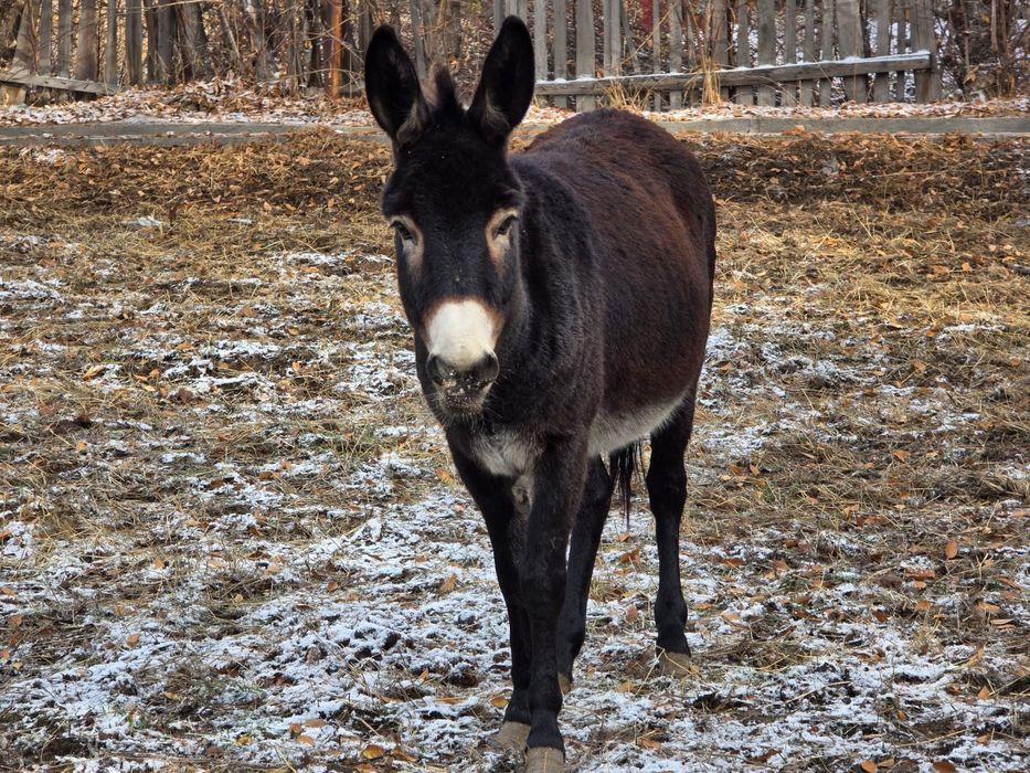 Массажистке сексуалды аққұба келді
