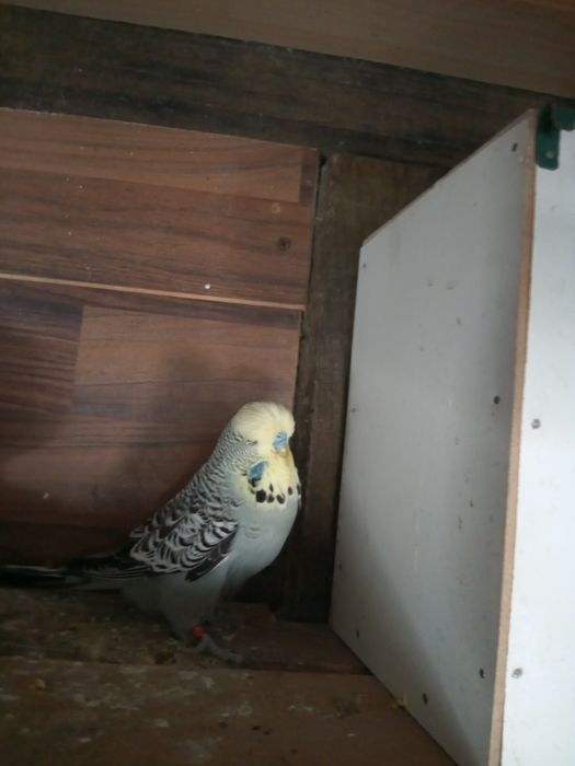 Papagali peruși standard Pui.