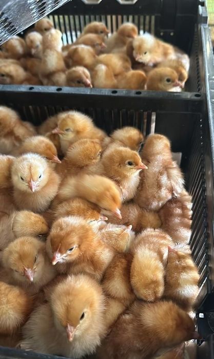 Бролеры 720 тенге