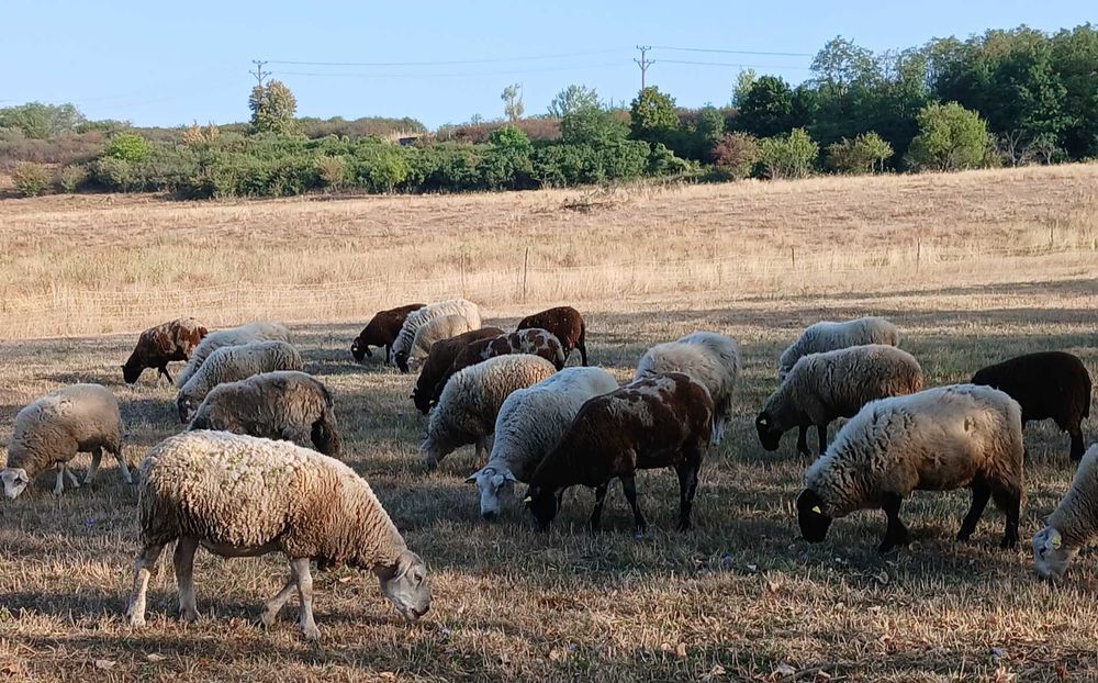 Oi de vânzare, Texel și pătată olandeză