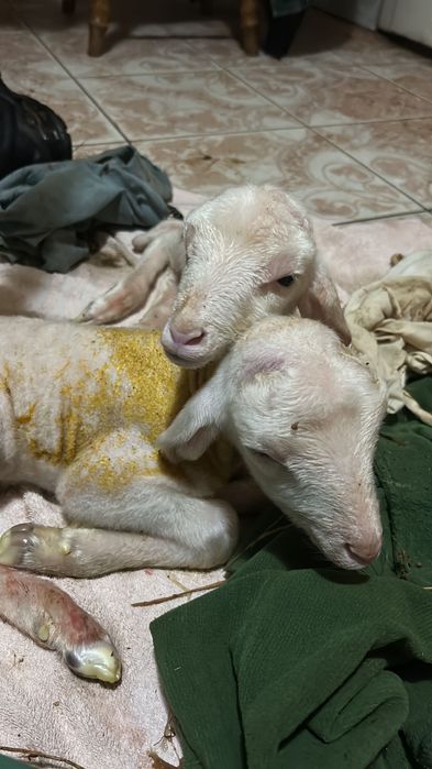 Miei din 2 de vânzare