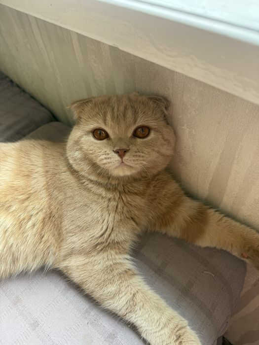 Шатландский мушук