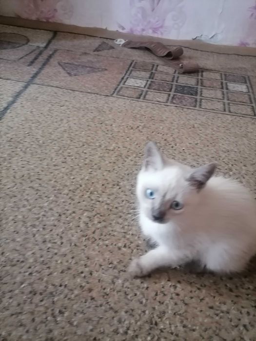 Кошечки сиамские, домашние.
