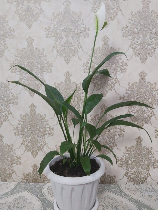 Продам цветы женское счастье.