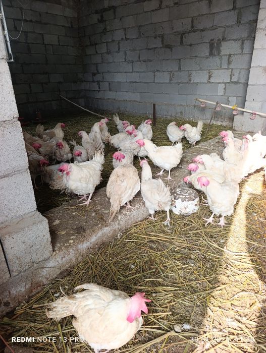 Несушки ломан вайт