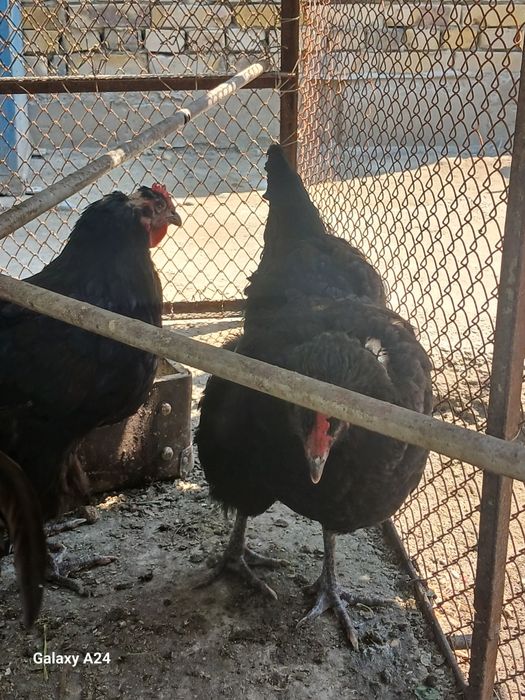 Gigant qora shaxzoda tuxumlari sotiladi