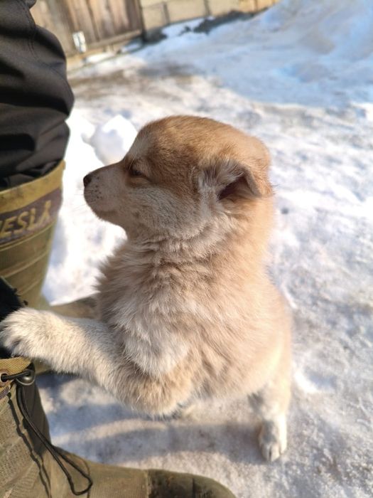 Отдам щенка мальчика