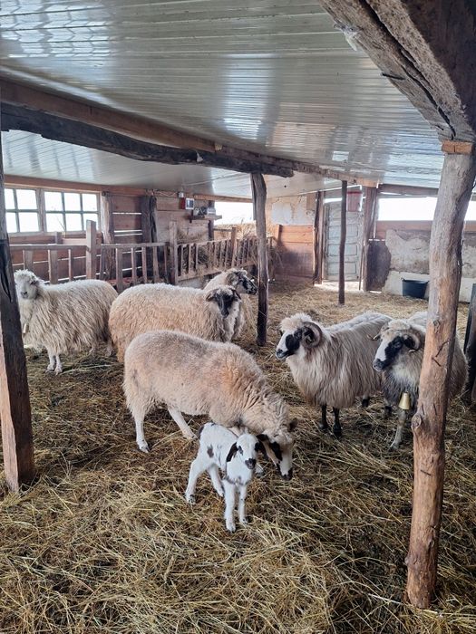 Vand sase oi,una deja fatata cu mieluta lângă ea