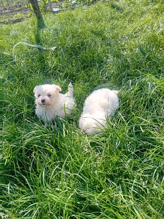 Bichon maltez mini