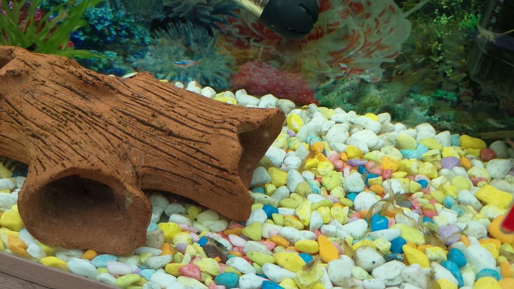 Скариди и охлюви