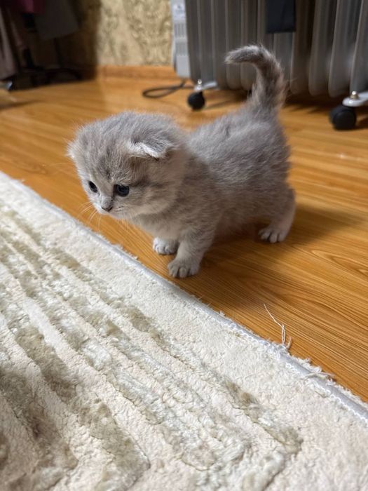 Породистые котята шиншилла (золотая/серебристая) — милые и ласковые!