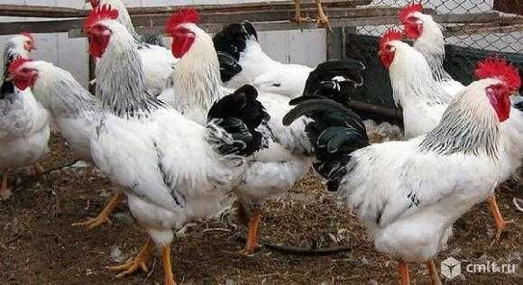 инкуб яйцо Адлер серебристый