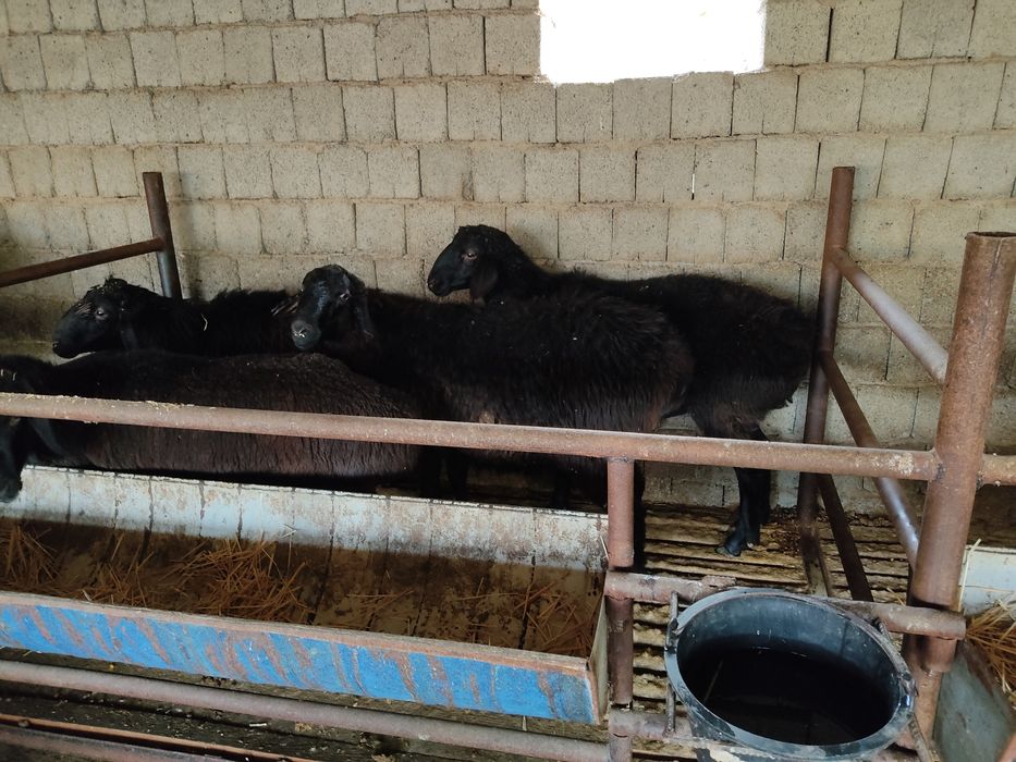 Семиртирилган қўйлар бор тирик вазнига