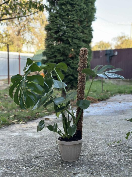 Turn moss premium chile