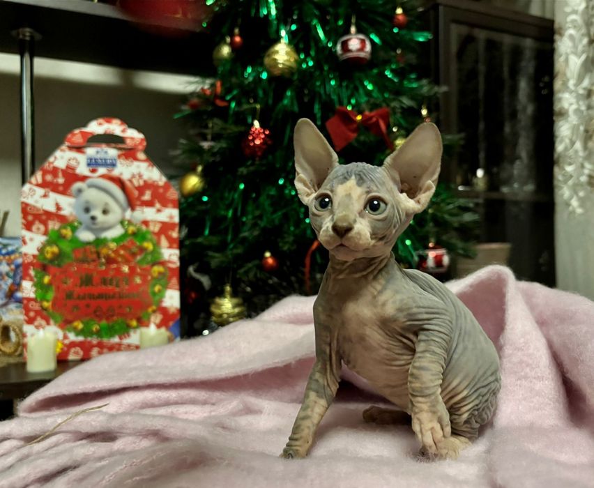 Продаю котят канадского сфинкса