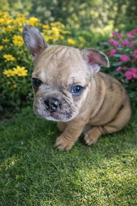 Уникален Френски булдог - MERLE със сини очи