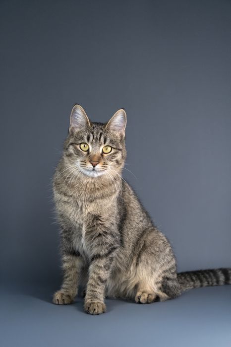 Кошечка Мыша ищет дом