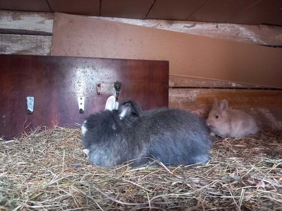 vand iepuri pui ,rasa pitica de 8 saptamani