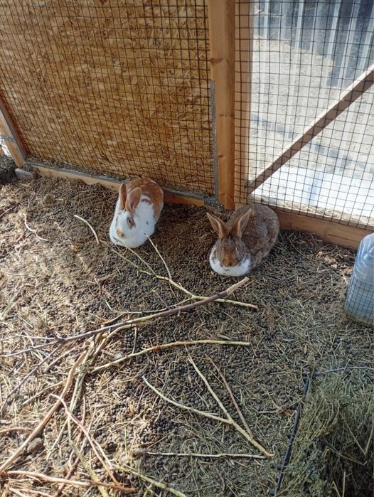 Продам кроликов по 15000т.