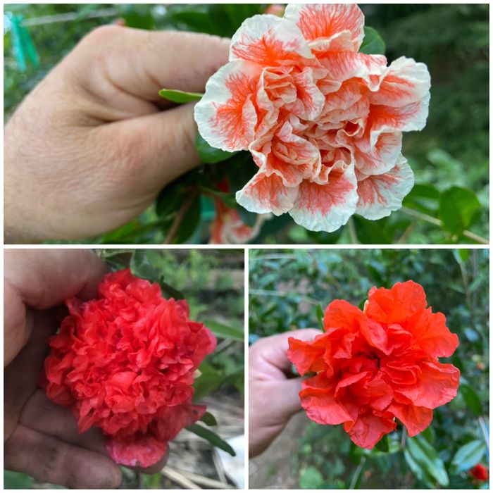 Нарове – селекция от много сортове с различни характеристики, дръвчета