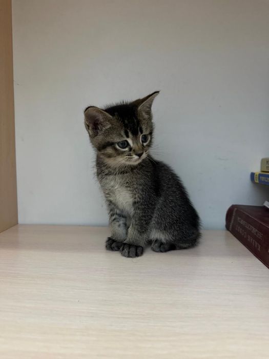 Шиншилла мальчики котята