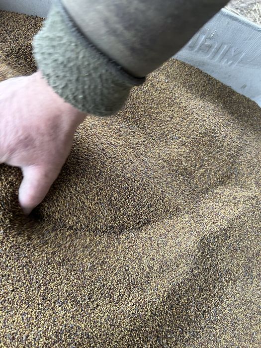 Samanta de lucerna calitate extra