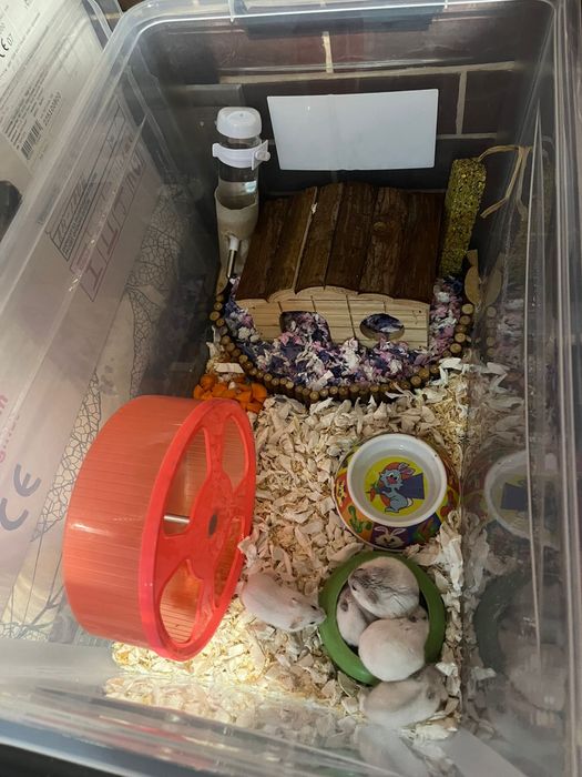 Vand Hamsteri piciti