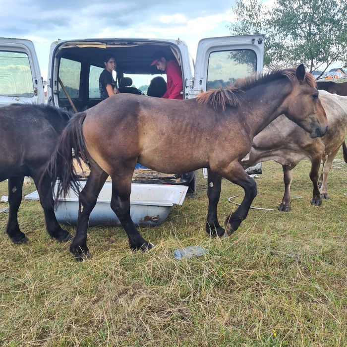 Iepe mhnji de vhnzare informații la telefon