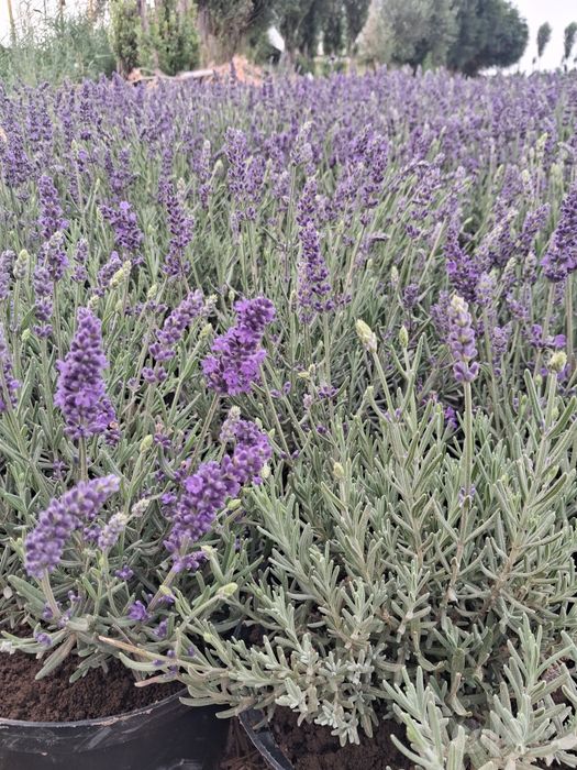 Lavanda guli sotuvda
