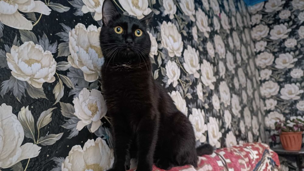 Котик в добрые руки