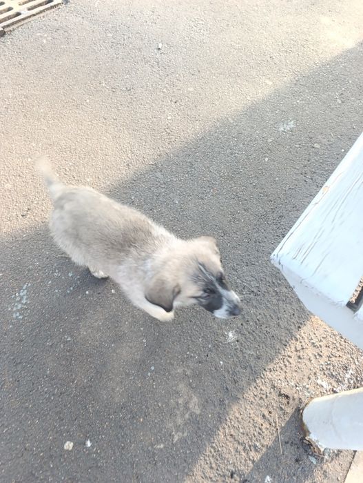 Щенок. Маленький ласковый