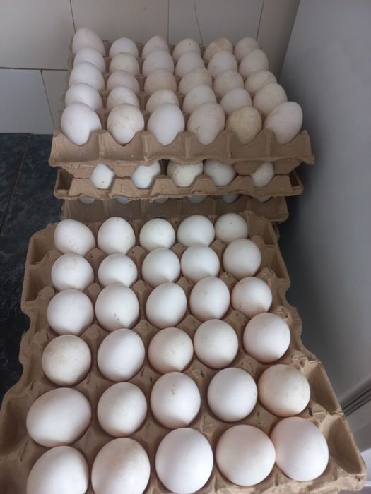 Продам курей несушки