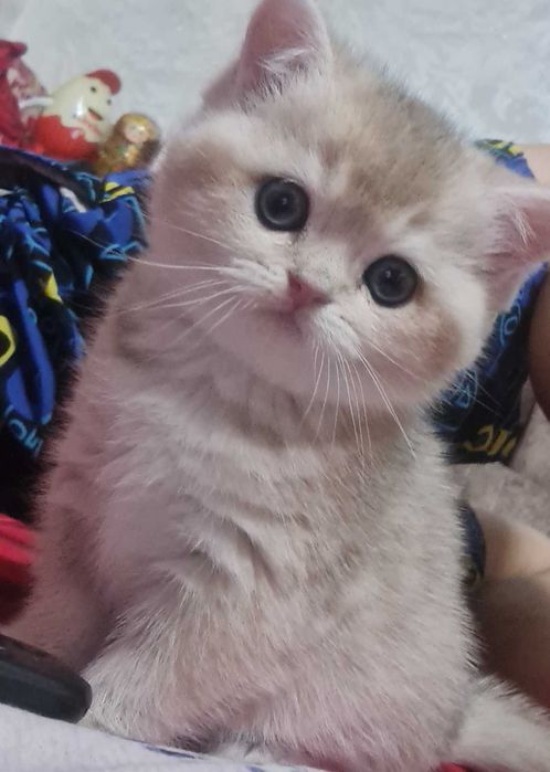 Британская короткошерстная. Котята