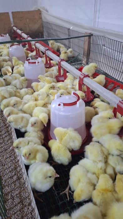 Броллеры суточные Кобб 500