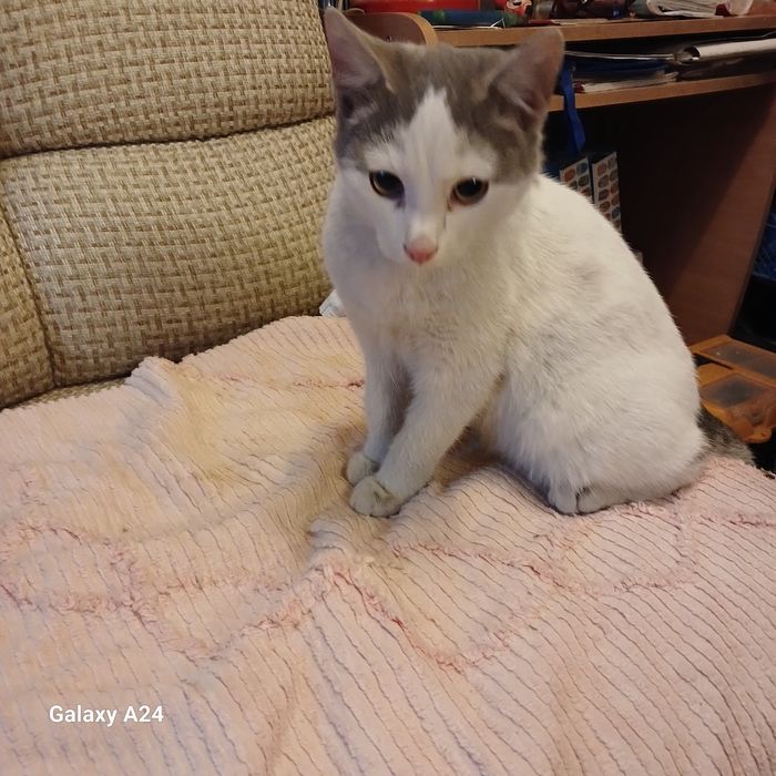 Отдам  котика в добрые руки