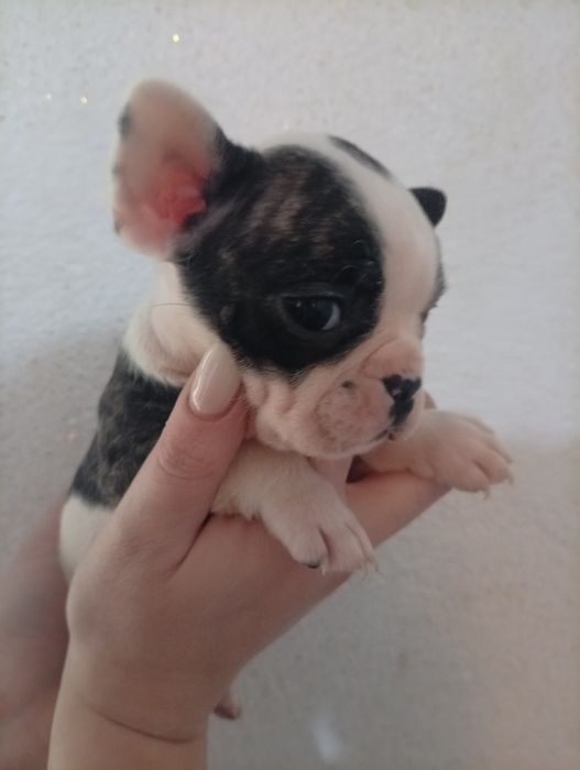 Французский бульдог.