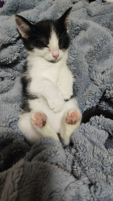 Котёнок ищет новый дом