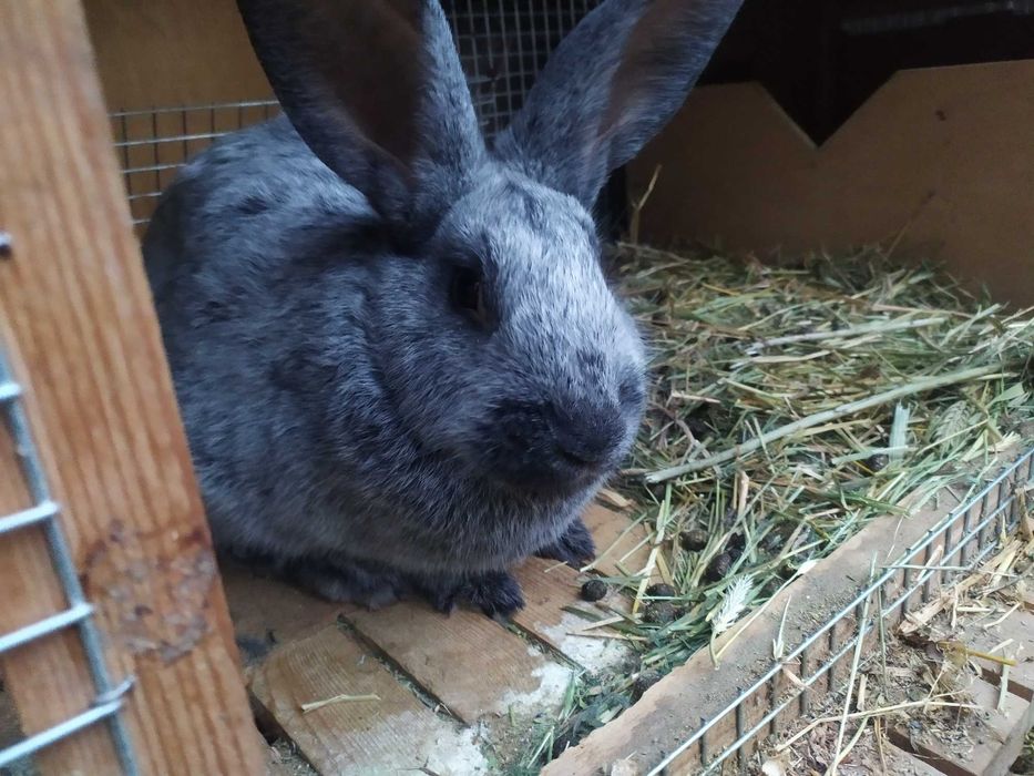 Крольчата породы ,,Полтавское серебро''.