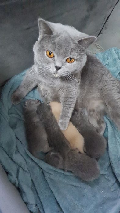 Pisic British Shorthair blue cu pedigree