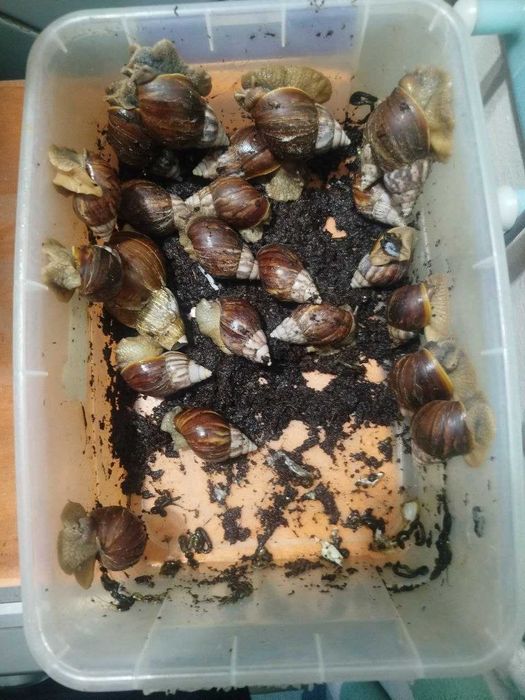 Ulitka ideal holatda zor boqilgan