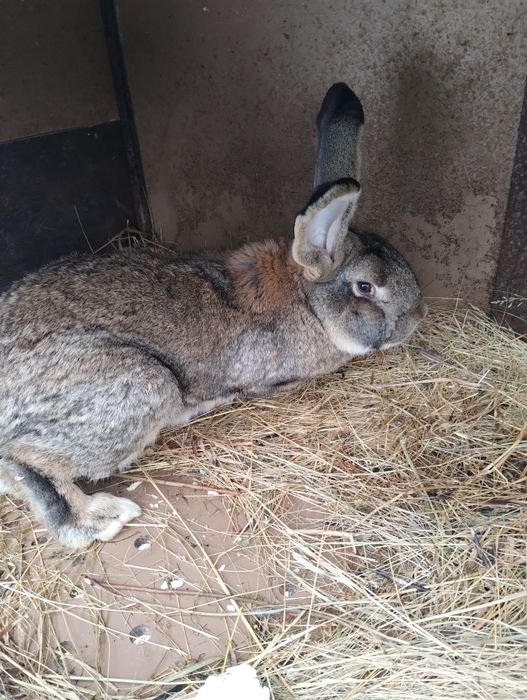 Iepuri uriaș german