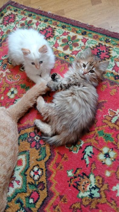 Отдам котят в добрые руки