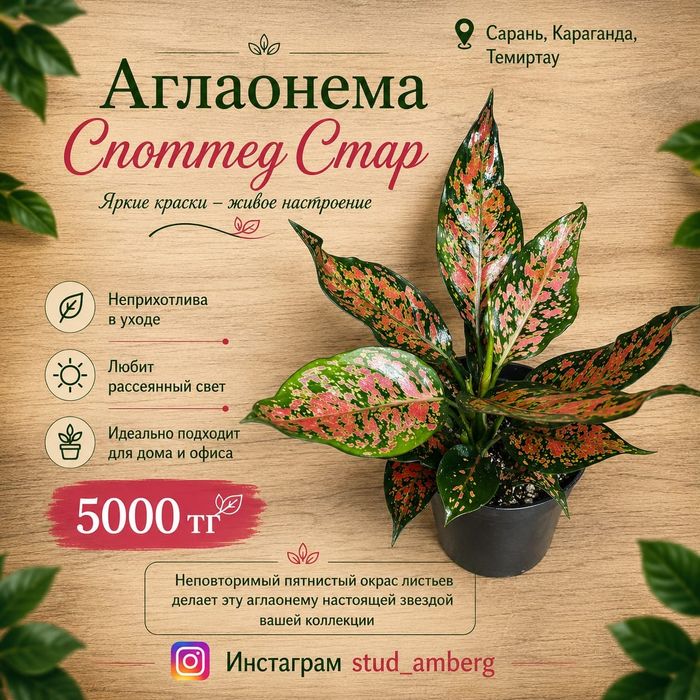 Аглаонема разная  1