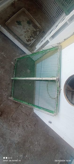 Ibqubotoʻr va vadno'y 1200ta tuxum oladi ichiga