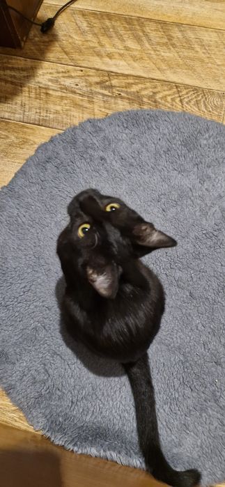 Котёнок. Девочка